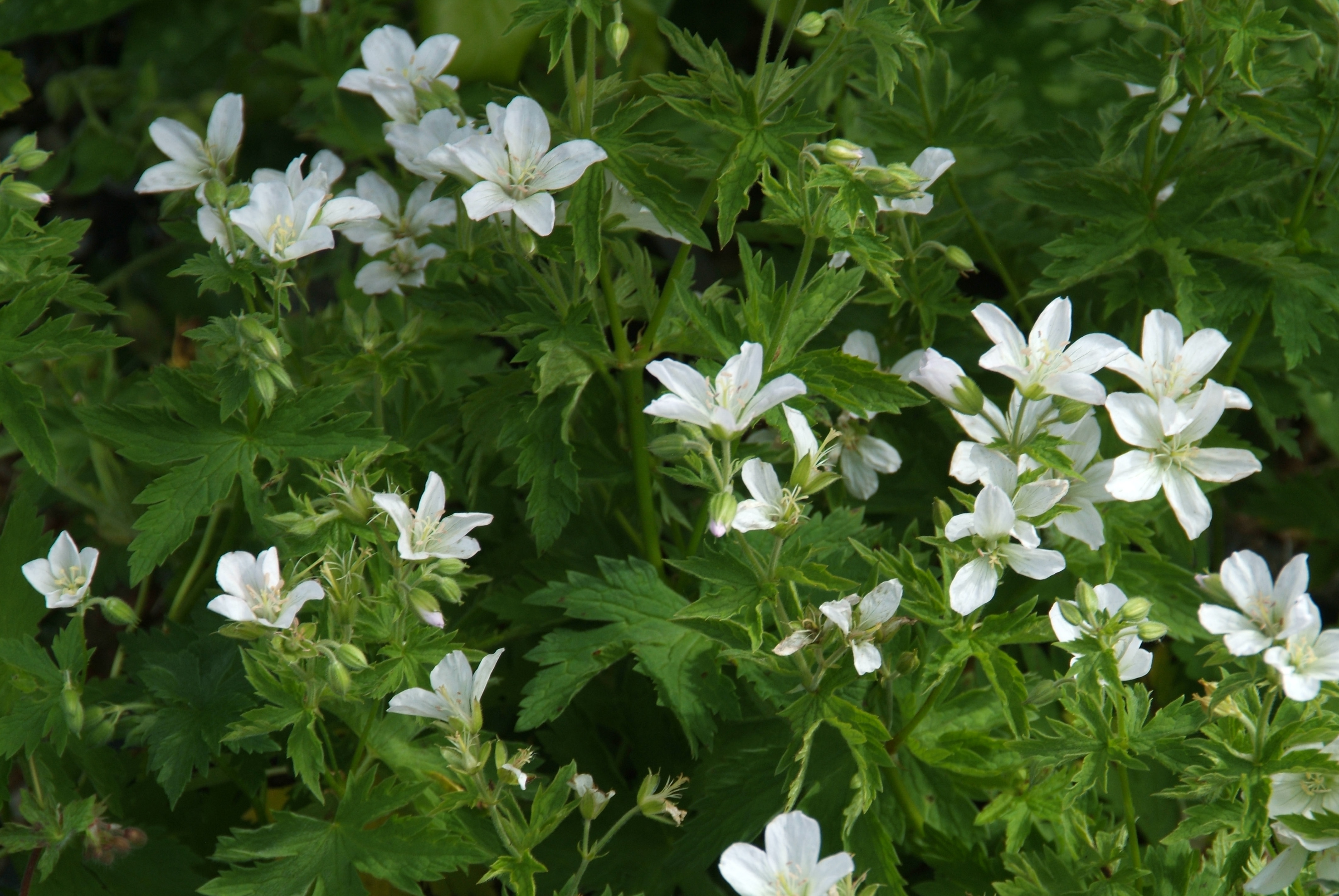 Geranium sylvaticum 'Album' bestellen